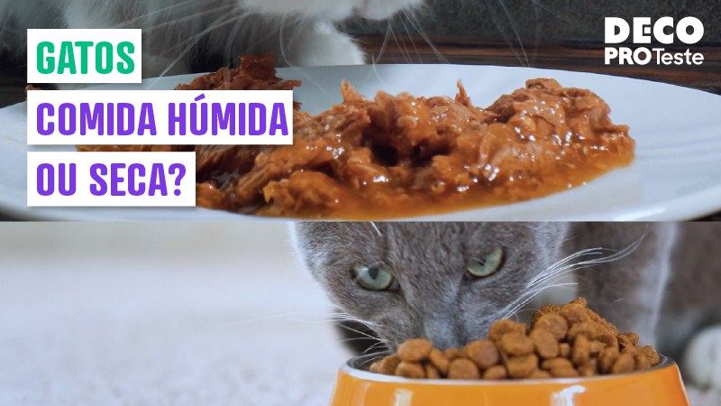 Gatos: comida húmida ou ração seca?